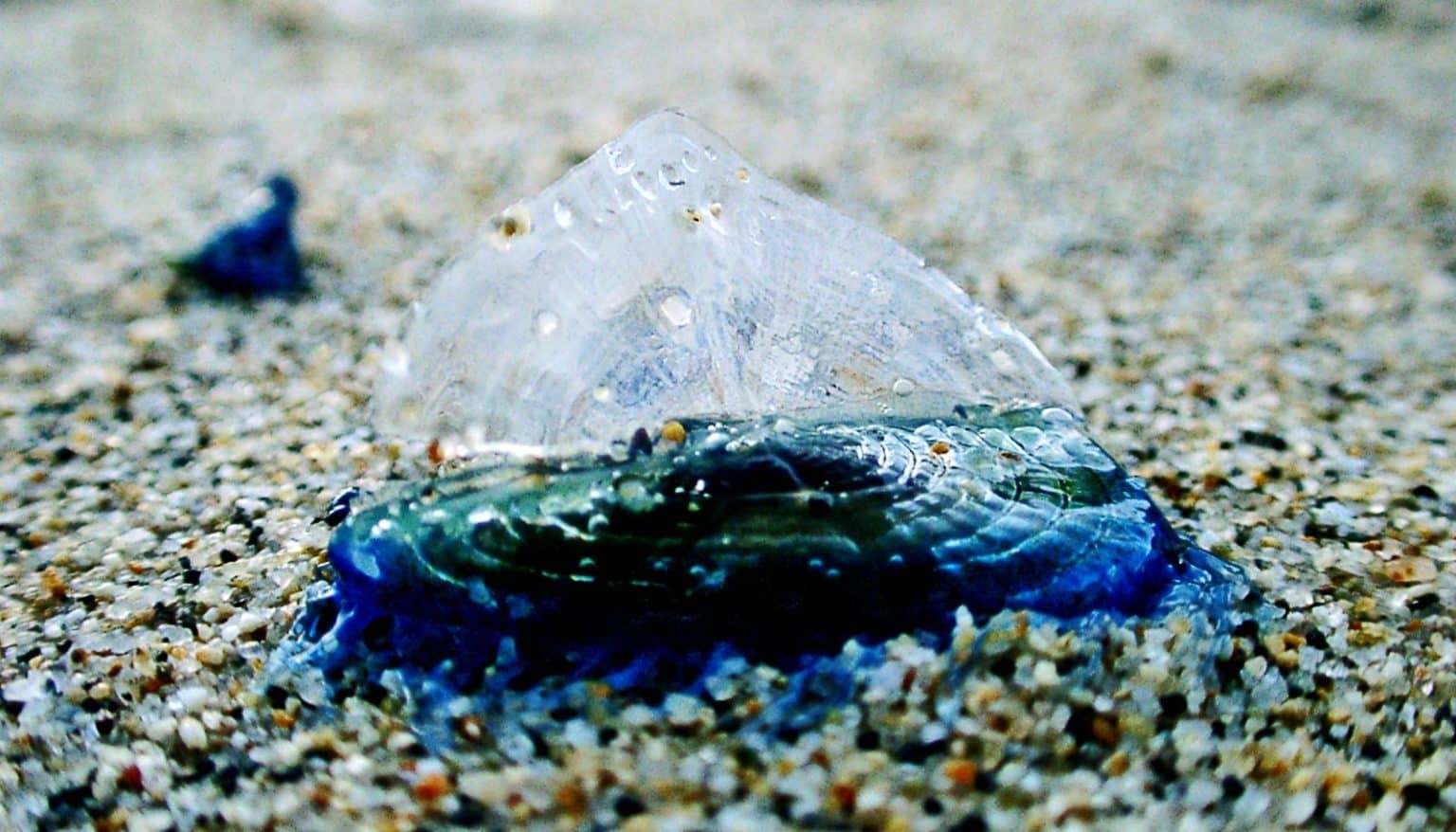 Trillions of sailing jellyfish wash ashore after warm winters LaptrinhX