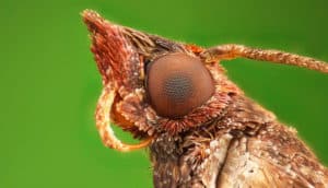 macro look at moth face