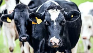 Two black and white cows look at the camera while standing in a herd