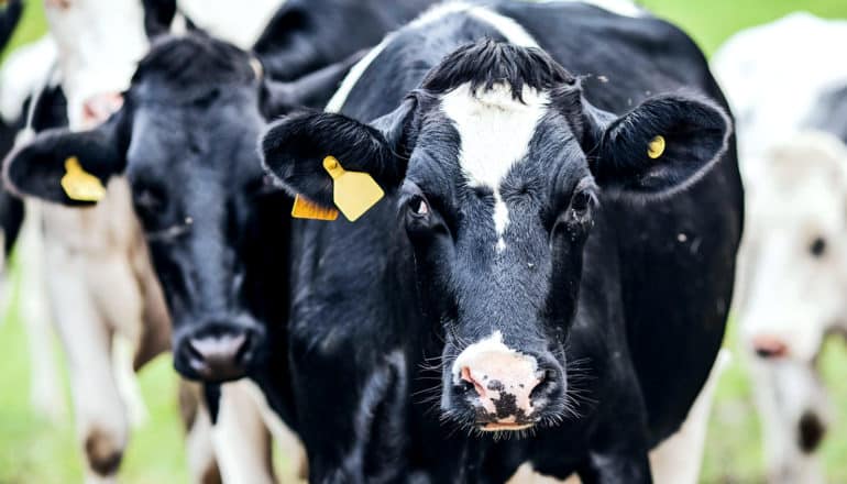 Two black and white cows look at the camera while standing in a herd