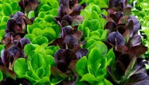 Rows of green and red lettuce