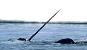 A narwhal sticks its horn above the water
