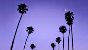 Rows of palm trees lining streets in LA in silhouette against a purple sky