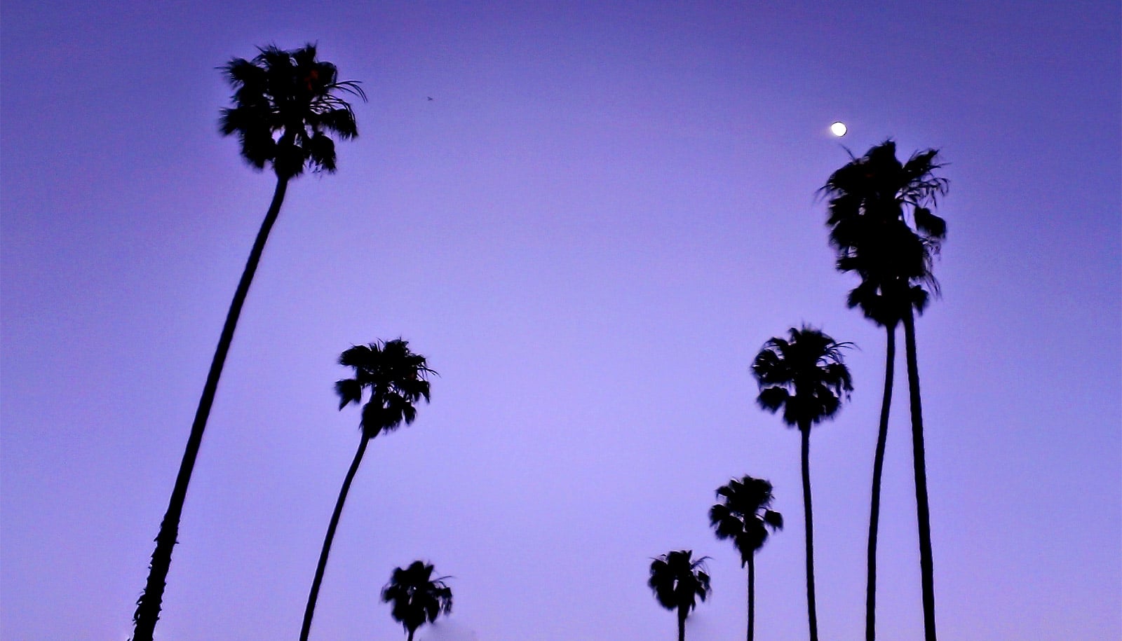 Лос анджелес пальмы
