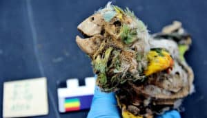 The mummified bird still has an intact skull and beak and some rotten-looking green, blue, and yellow feathers