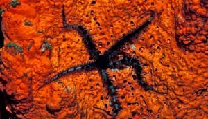 black sea star on orange coral