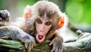 A young monkey looks at the camera with its eyes wide and its mouth open