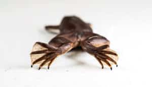 The Tropical clawed frog's back legs show its small sharp claws