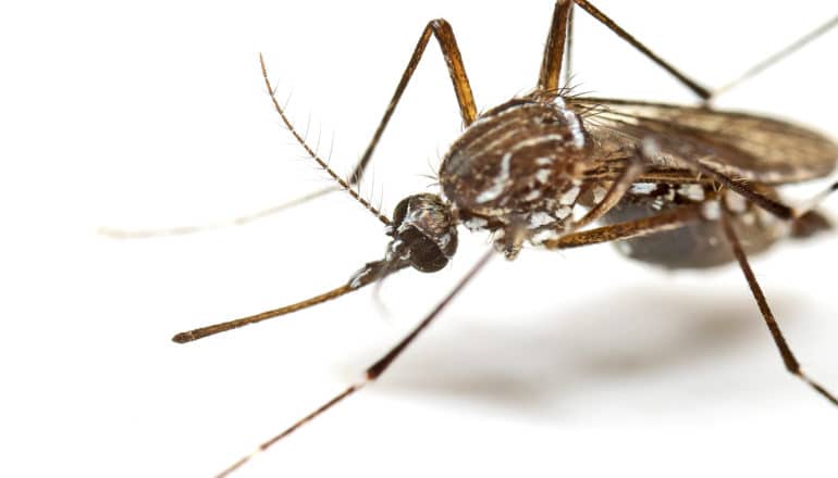 An Aedes aegypti mosquito on a white background