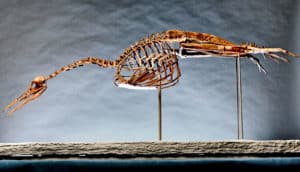 A Hesperornis skeleton shows its long neck, bear, and teeth