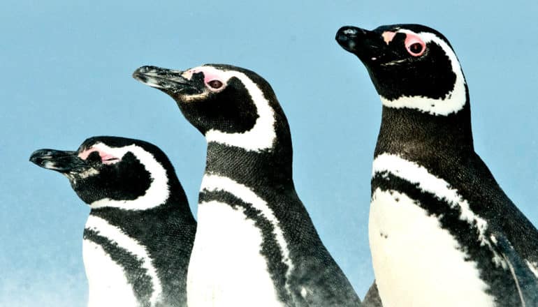 3 penguins standing against a blue sky