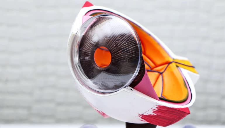 A model of a human eye shows the lense and the inside