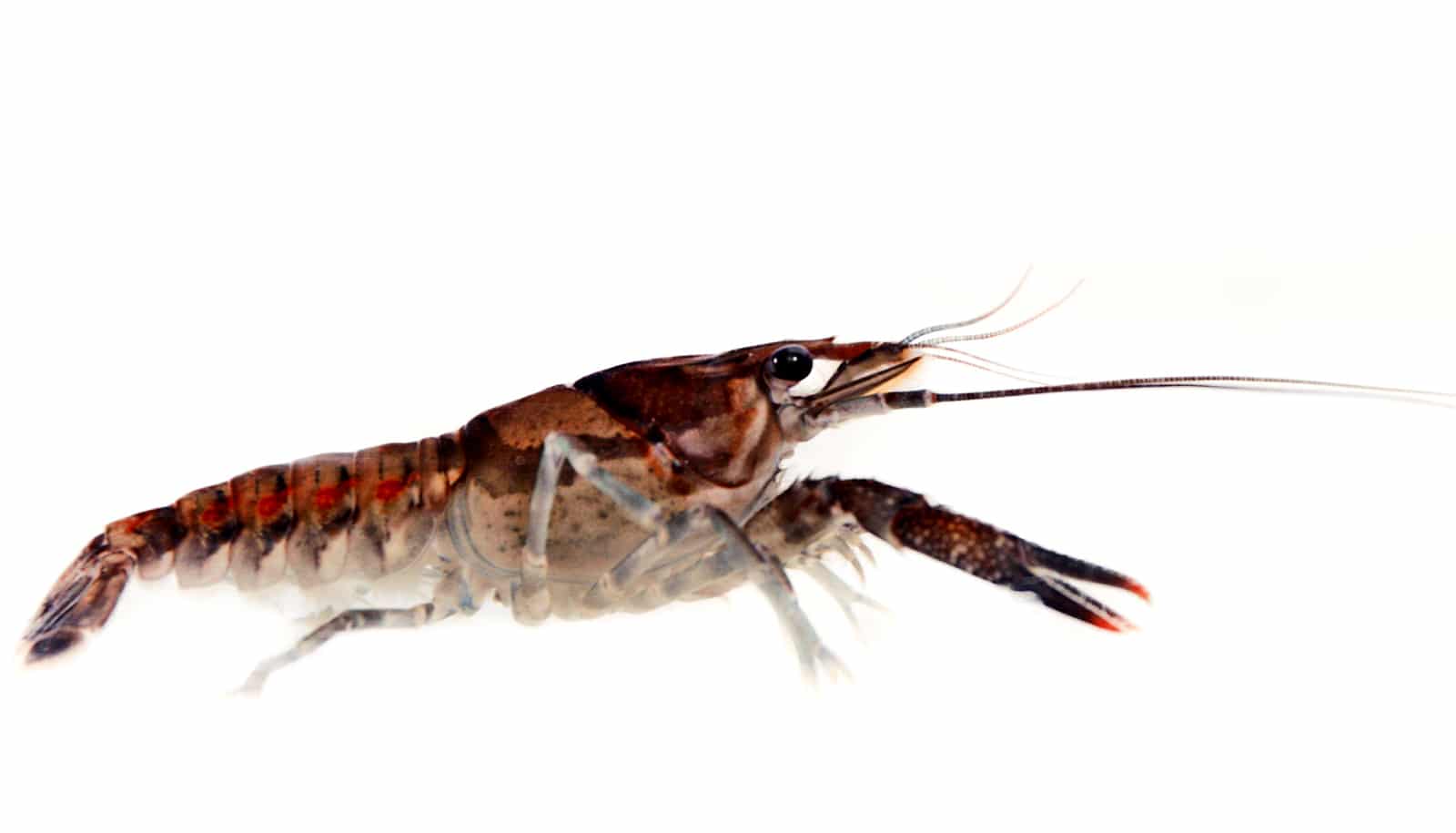 Crayfish Get Bolder When Antidepressants Pollute Water Futurity