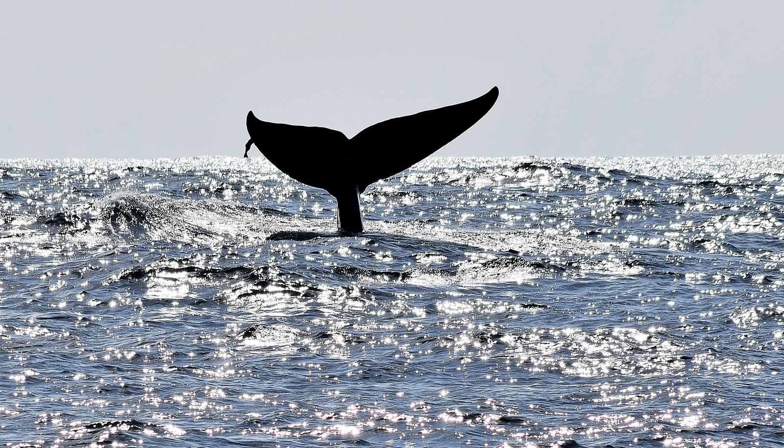Great Facts: Endangered blue whales are singing in the Indian Ocean