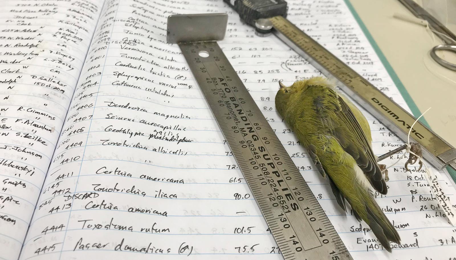 handwritten ledger, ruler, and dead bird