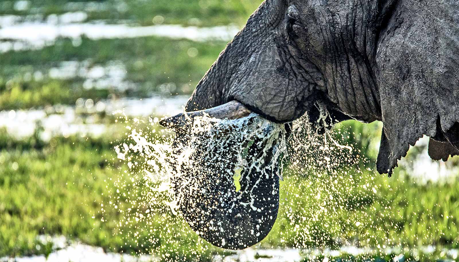 Elephant Trunks Can Suck Water at 330 Miles Per Hour, Smart News