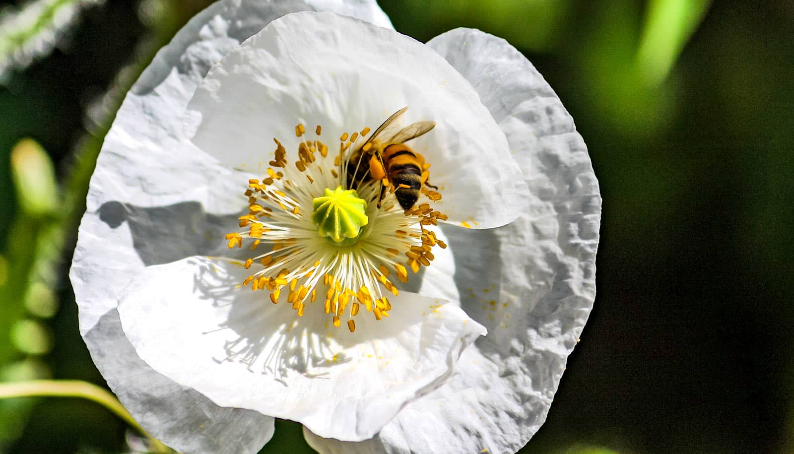 Researchers identify microbe that protects bees from fungal infections: IU  News