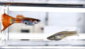 An orange and blue guppy and a gray-colored mosquitofish in a tank together