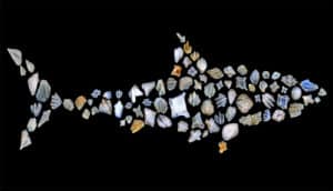 Teeth and scales arranged in the shape of a shark