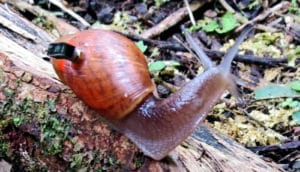 A snail has a small black attachment on its shell