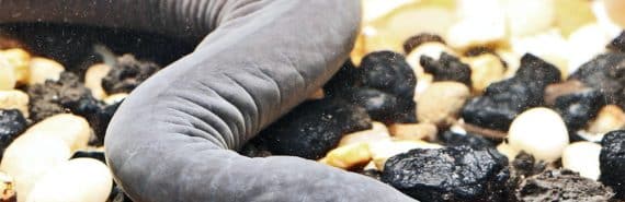 The amphibian looks like a gray snake, moving along rocks under water