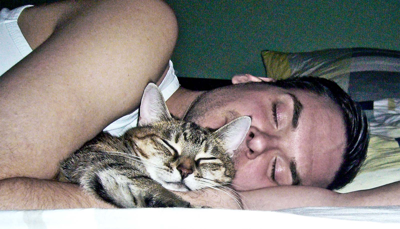 Почему коты постоянно спят