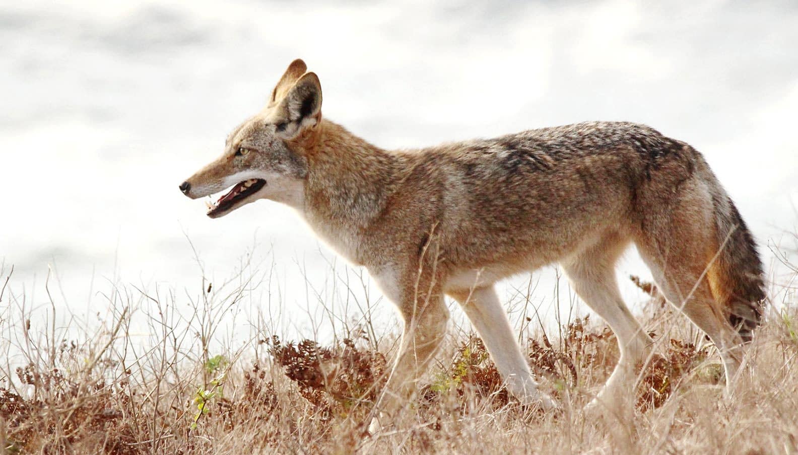 what does coyotes will hybridize dogs