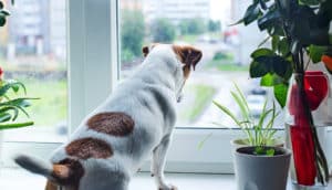 A dog waits by a window