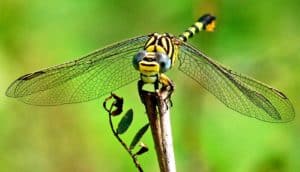 A black and yellow dragonfly sits on a branch with its wings spread