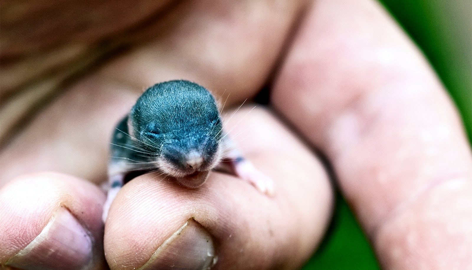 Новорожденные детеныши мыши. Новорожденные мыши полевки. Детеныш мыши. Детеныш полевой мыши.