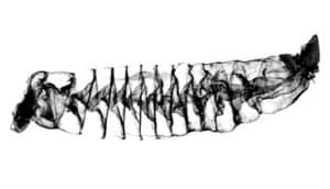 A black and white scan of a shark's spiral intestines