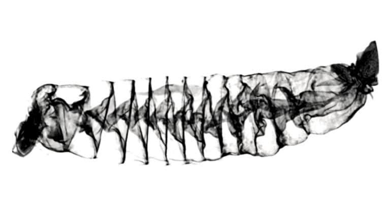 Een zwart-witscan van de spiraalvormige darmen van een haai