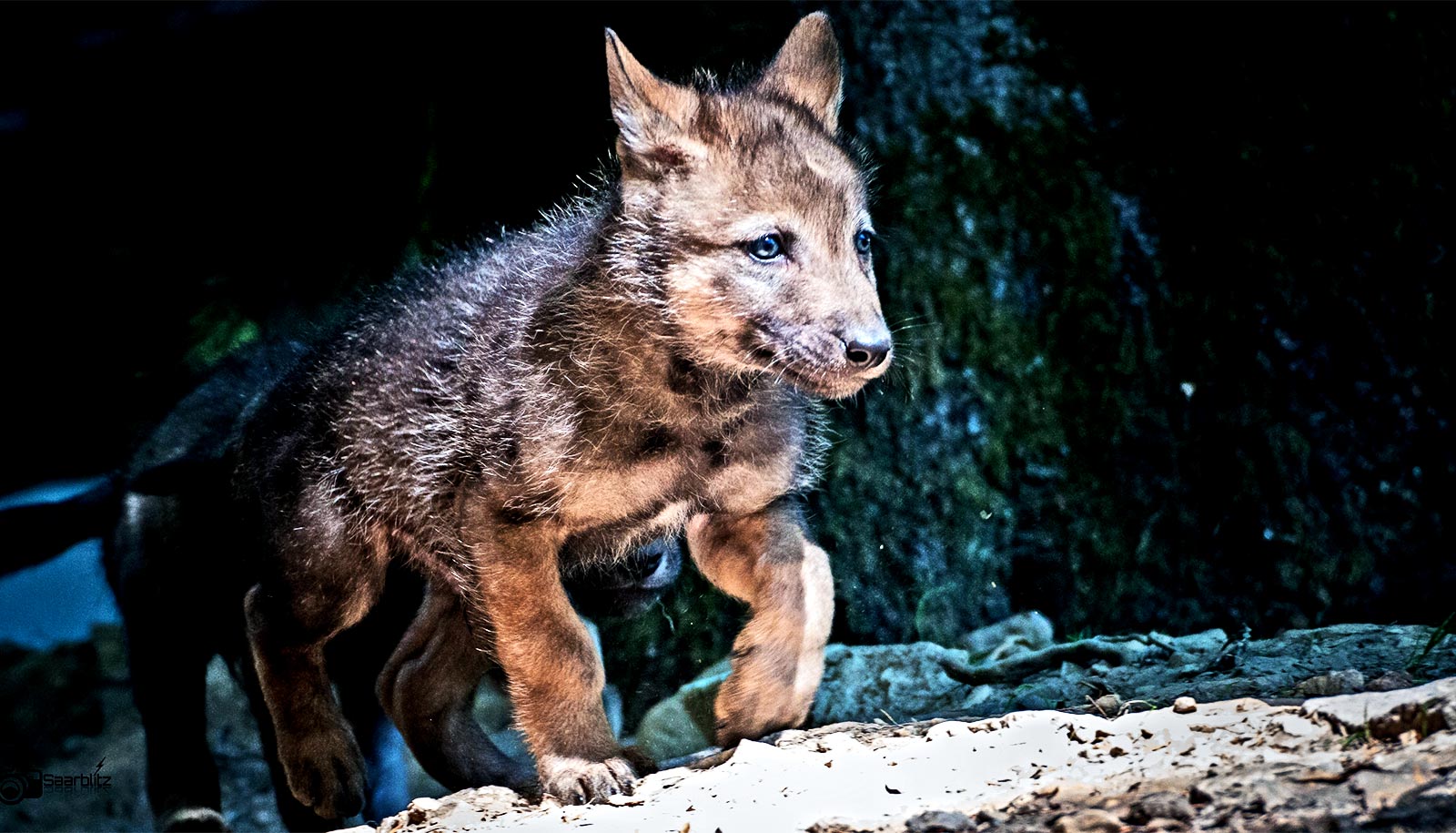 Why Your Puppy Gets You But A Wolf Pup Won T Futurity