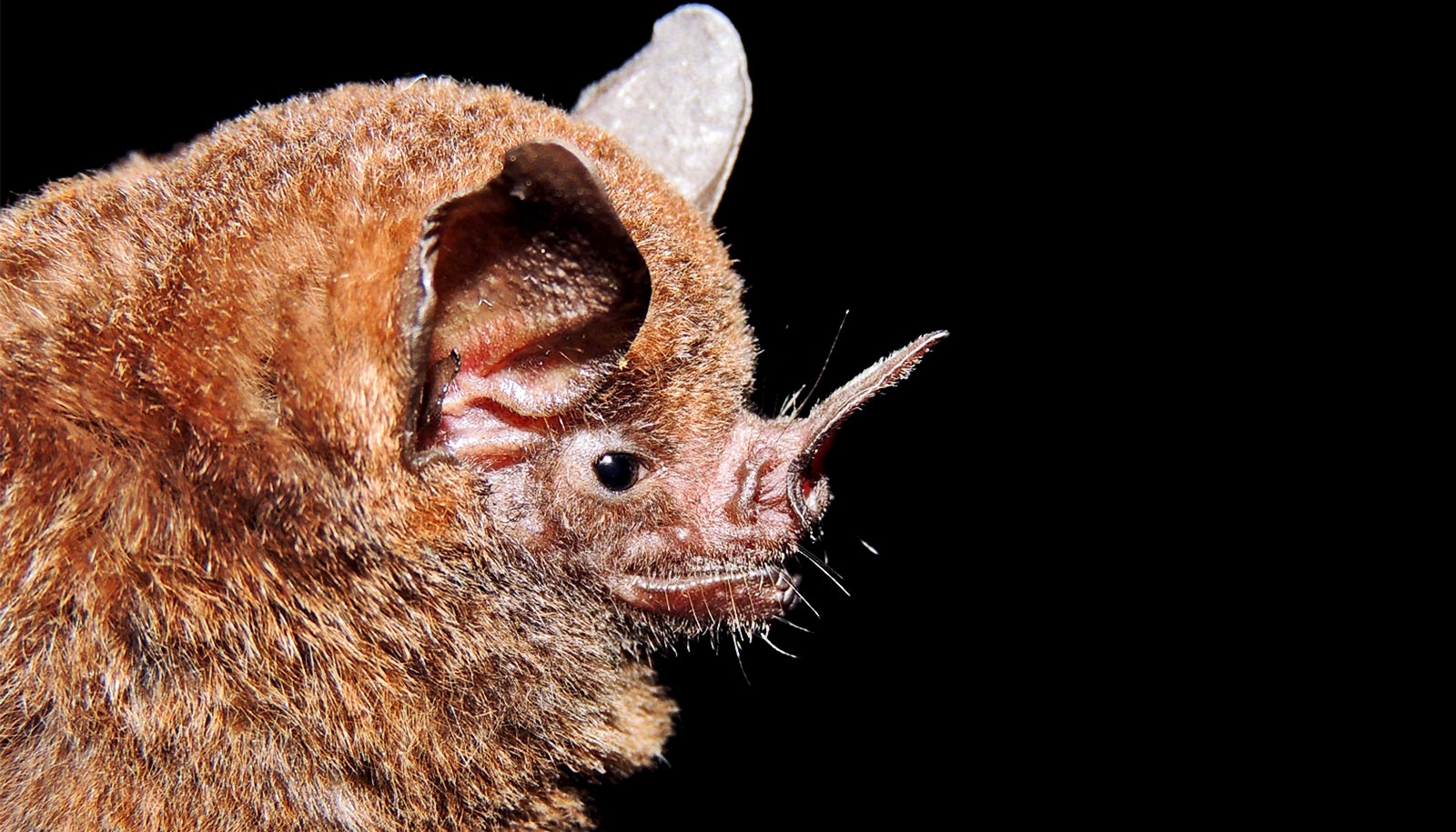 Photo of El aroma es la clave de cómo los murciélagos y los pimientos evolucionaron juntos para sobrevivir