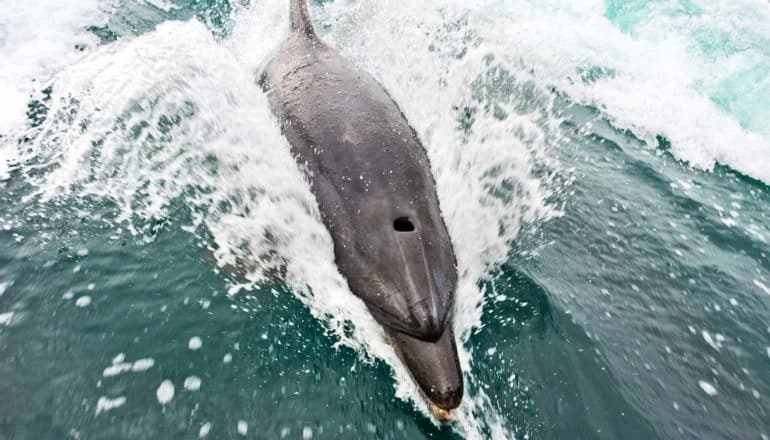 fast dolphin slicing through water