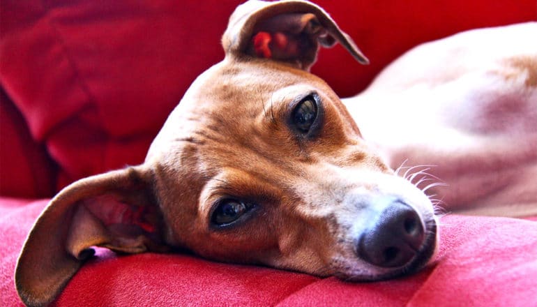 A dog lays on a cough on its side looking into the camera