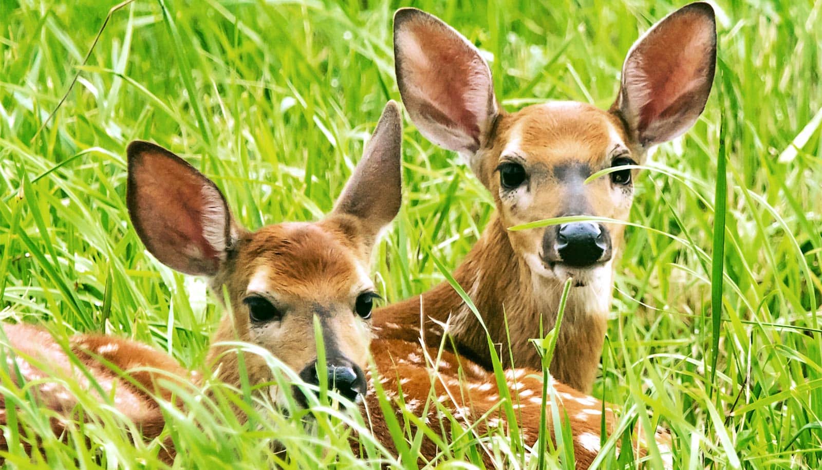 People ratchet up feelings of burnout in stressed out fawns - Futurity
