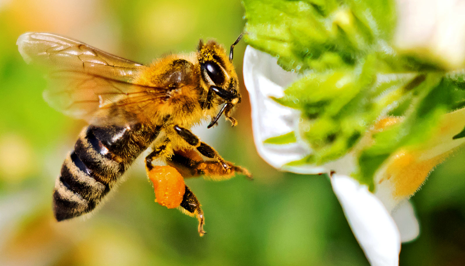 How bees turn pollen to pellets to get it to their hives - Futurity