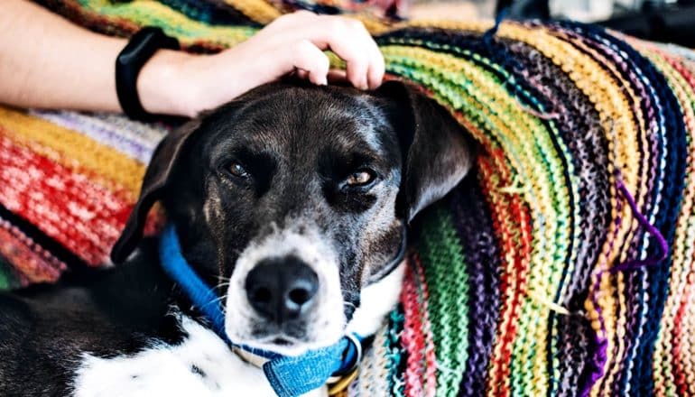A person sitting covered by a colorful knit blanket scratches a black and white dog's head