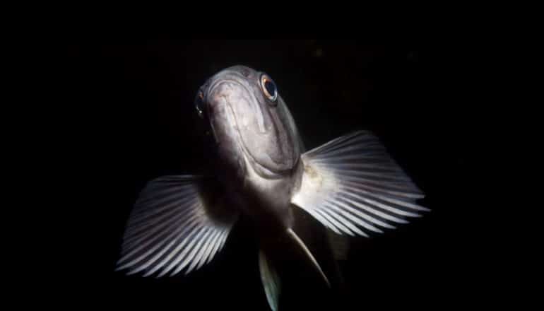 frontaal zicht op grijze vissen in donker water