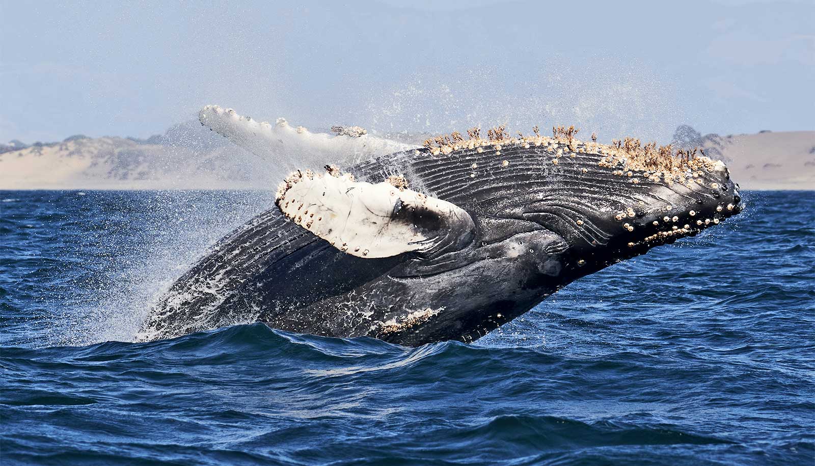 barnacles on whales hurt