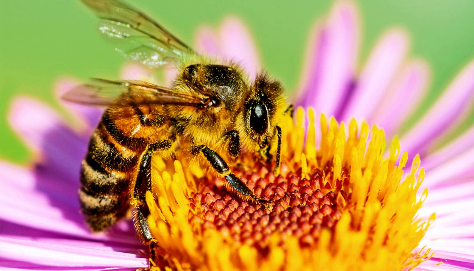 Regional approach may get farmers to protect bees - Futurity