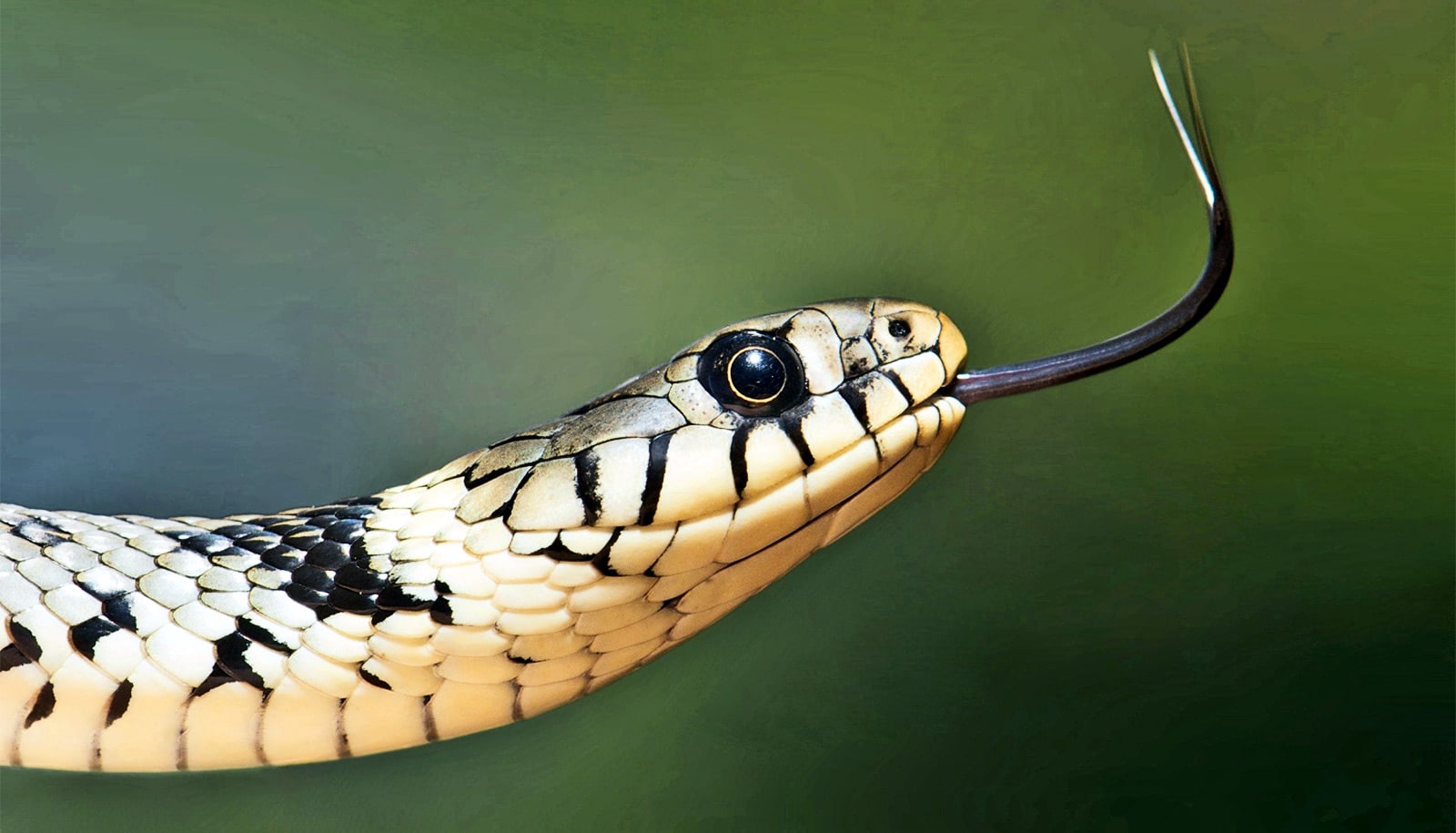 Your Fear Of Snakes May Come From Subconscious Bias Futurity