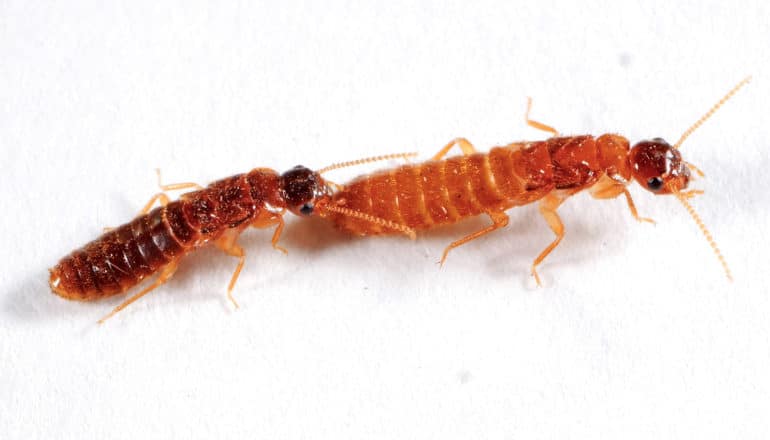 one termite follows another very closely