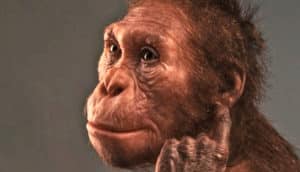 A sculpture of Australopithecus sediba scratching its ear