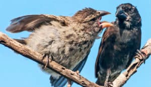 A young finch with a yellow beak chirps at an older finch with a dark beak