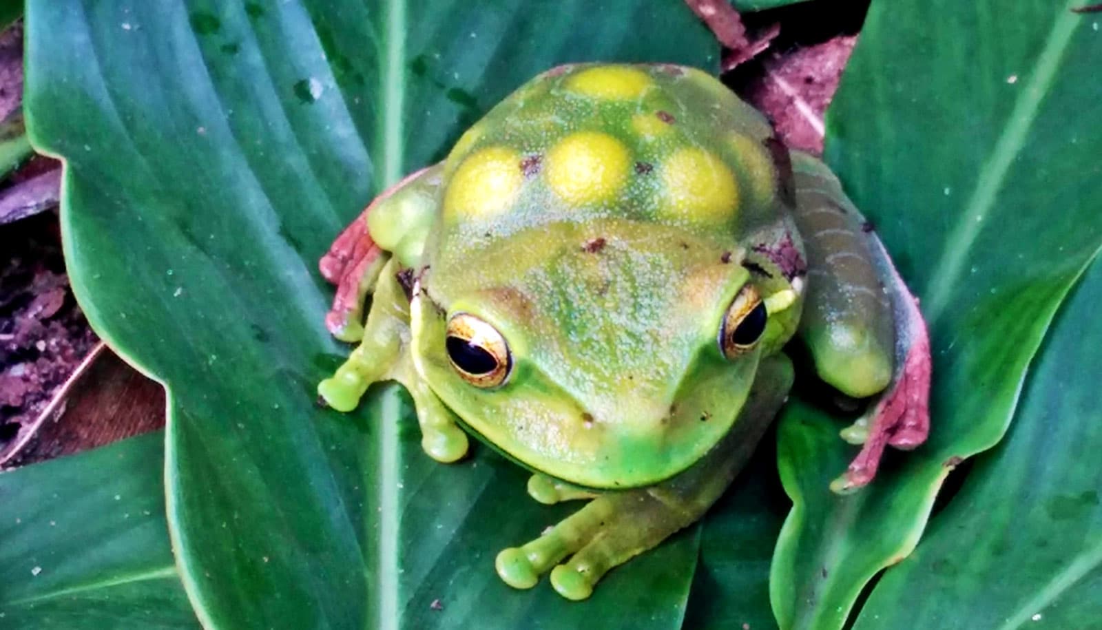 frog with bumps on back