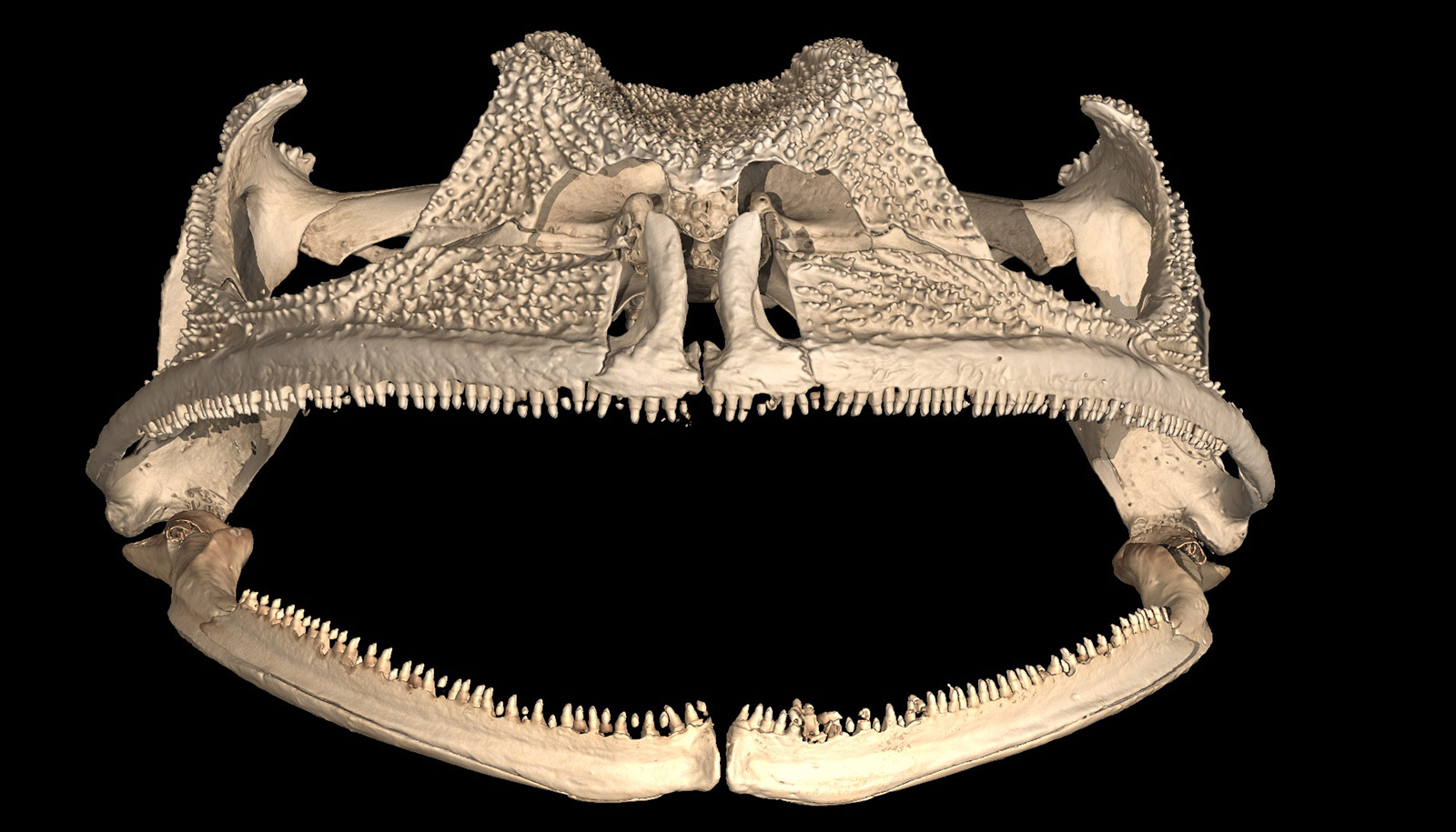 Only this one kind of frog has legit teeth | WordDisk