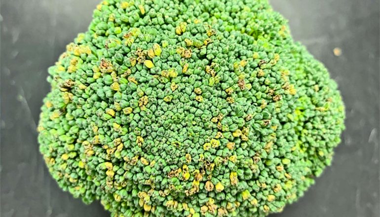 yellowing head of broccoli