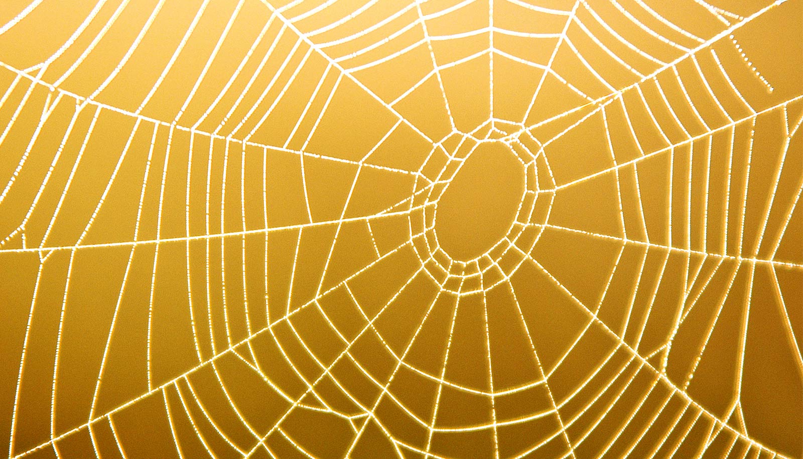 AI and night vision reveal the secrets of spider webs - Futurity